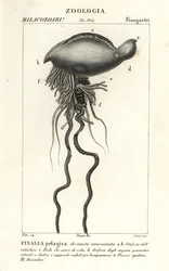 Portugisisk krigsmann, Physalia physalis