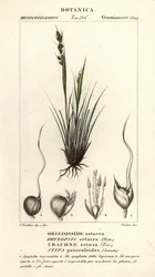 Spydgress, Piptochaetium panicoides
