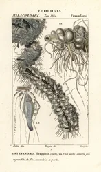 Strengemaneter, Apolemia uvaria (Stephanomia uvaria, Stefanomia-gjeng)