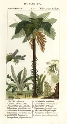 Vestindisk trebregne, Cyathea arborea, vinbregne, Microgramma piloselloides 2, grasiøs bregne, Niphidium crassifolium 3, grov duskbregne, Huperzia phlegmaria 4, staghorn clubmoss, Lycopodiella cernua 5, vann kjerringrokk