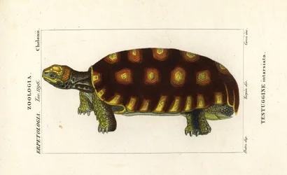 Gulfotskilpadde eller brasiliansk kjempeskilpadde, Chelonoidis denticulatus Testudo tabulata Testuginne intarsiata