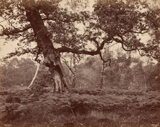 Trestudie, ca. 1870 (foto)
