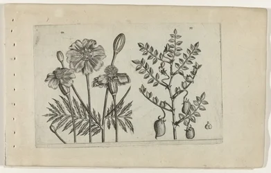 Tagetes og kikerter Cognoscite lilia (serietittel)
