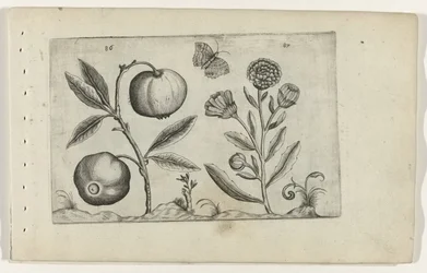 Assyrische appel en goudsbloem Know the Lilies (serietittel)