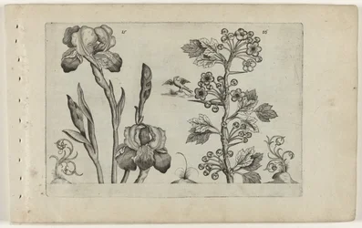 Bardiris og coralmeidoorn Cognoscite Lily (serietittel)