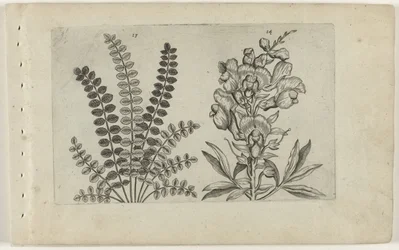Liten pimpernel og stor snapper Cognoscite Lilia (serietittel)