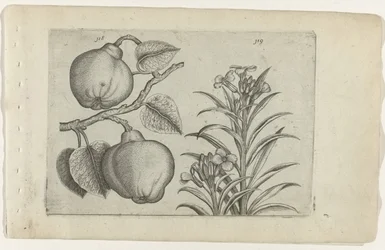 Kweepeer og muurbloem Cognoscite Lily (serietittel)