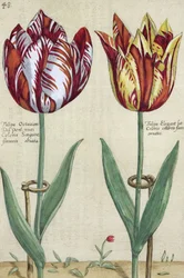 Tulip Octavian del Pont, og Tulip Elegant, fra 