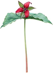 Rød trillium (akvarell og gouache)