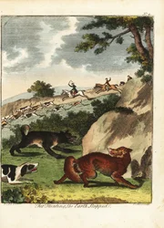 revejakt