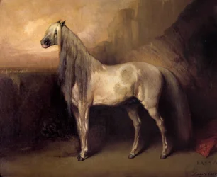 Baba Ali, Arab Horse av General Henri d'Orleans, Duke of Aumale (1822-1897) Maleri av Daniel Casey (? -1885) 1852 Søn. 0,49x0,6 m Chantilly, musee Conde