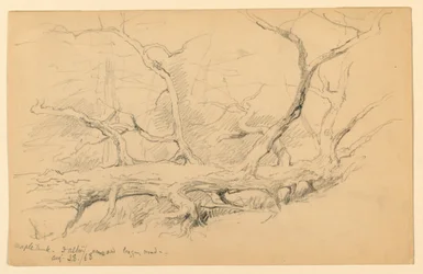 Maple Trunk, Across Old Logging Road, Dalton