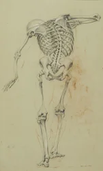 Skeleton Study, ca. 1848 (kritt og fargestift på brunt papir montert på papp)
