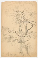 Studie av Oaks ved Dennings Point