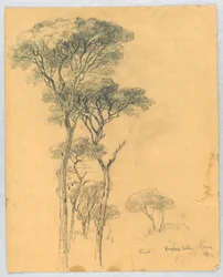Studie av Pines, Borghese Villa, Roma