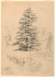 Studie av en Hemlock, North Conway, New Hampshire