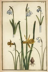Vill påskelilje, Narcissus pseudonarcissus og snøklokker, Galanthus nivalis