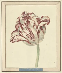 Tulipan, kalt Bisar, kardinal de Fleuri