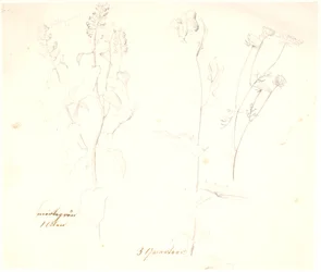 Plantestudier