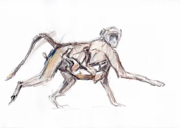 Bavian og unge, 2020 (fargestift på papir)