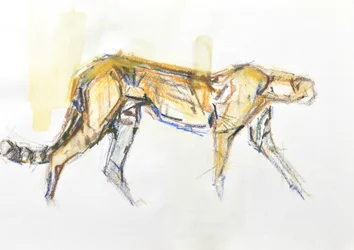 Cheetah, 2020 (fargestift og akvarell på papir)
