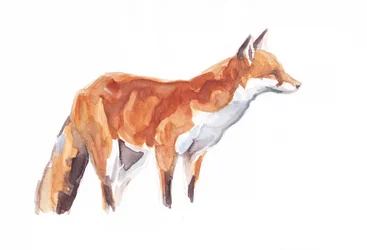 Fox, 2021 (fargestift og akvarell på papir)