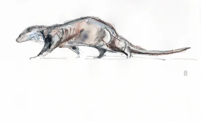 Otter running, 2022 (akvarell/fargestift på papir)