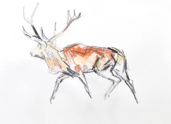 Red Deer Stag, 2020 (akvarell på papir)