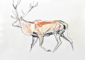 Red Deer Stag, 2020 (akvarell på papir)