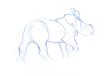 White Rhinoceros-kalv, 2020 (fargestift på papir)