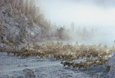 Reinsdyr, elg, karibu eller lignende flokk med dyr i snødekt vinterlandskap, N…