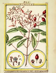 Nellik (Caryophyllus Aromaticus), akvarell av Delahaye