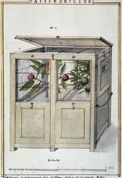 Beholder for transport av nyttige og interessante trær, akvarell av Delahaye, basert på Florindie ou Histoire physico-economique des vegetaux de la Torride (Physical-Economic History of Plants from Tropics)