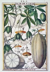 Frukter og blomster av baobabtre (Adansonia digitata) av Delahaye, fra Florindie eller Historie physico-economic des Vegetaux de la Torride