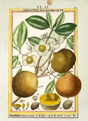 Mammee-eple (Mammea americana), akvarell av Delahaye