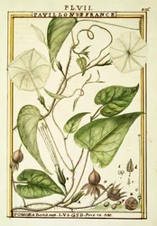 Måneblomst eller måneranke (Ipomoea Alba), akvarell av Delahaye