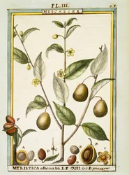 Muskat (Myristica fragrans eller officinalis), akvarell av Delahaye
