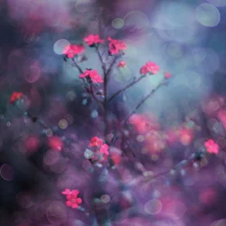 Drømmende rosa blomster