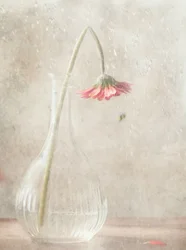 En bleknende rosa blomst