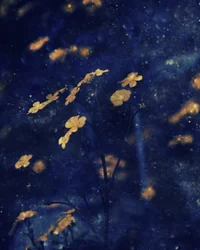 Golden Blossoms – Nattens himmel