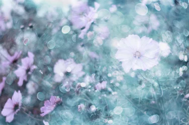 Myke pastellfargede kosmosblomster