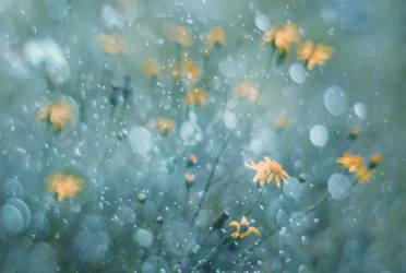 Glitrende gule blomster