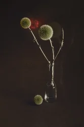 Tørkede tistler i en vase