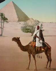 Beduin på en kamel og den store pyramiden, Kairo, Egypt