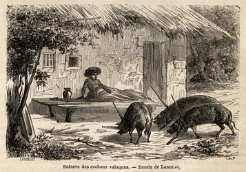Hindring av anterietene, dermed immobiliserte, til valaque griser, i Romania. Gravering for å illustrere reisen fra Paris til Bucuresti, av Lancelot, tegner, i 1860, publisert i "Le tour du monde, nouveau journal des voyages", under ledelse av o