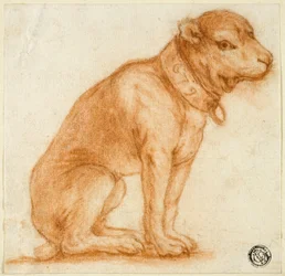 Sittende hund med halsbånd