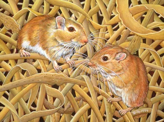 Gerbilene, 1994