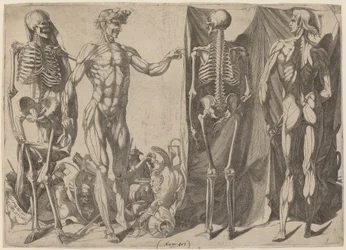 Skjeletter og flådd, ca. 1540-1545.