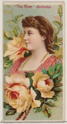 Tea Rose: Jealousy, fra serien Floral Beauties and Language of Flowers N75 for Duke..., 1892.