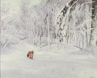 Rev i dyp snø